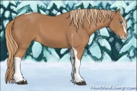 Horse Color:Chestnut Splash Tobiano