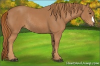 Horse Color:Chestnut Rabicano 