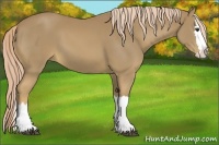 Horse Color:Palomino Splash 