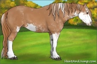 Horse Color:Chestnut Sabino 
