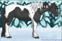 Horse Color:Smoky Black Tobiano