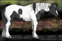 Horse Color:Smoky Black Tobiano