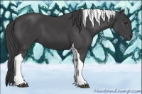 Horse Color:Smoky Black Tobiano 