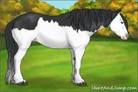 Horse Color:Black Splash