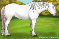 Horse Color:Chestnut Appaloosa