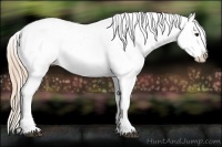 Horse Color:Chestnut Snowcap 