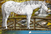 Horse Color:Bay Sabino Tobiano Appaloosa  Brindle