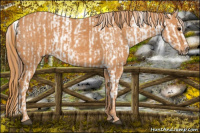 Horse Color:Bay Sabino Tobiano Appaloosa  Brindle