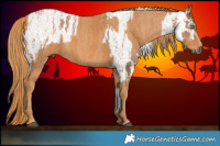 Horse Color:White Spotted Liver Chestnut Pearl Appaloosa Brindle