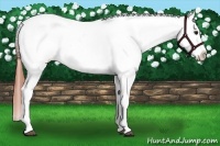 Horse Color:Bay Appaloosa  and Bay Appaloosa 