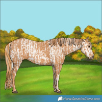 Horse Color:Watercolor Bay Onyx Appaloosa  Brindle