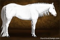 Horse Color:Liver Chestnut Sabino Appaloosa  Brindle