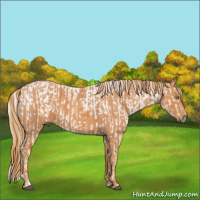 Horse Color:Chocolate Palomino Onyx Mushroom Appaloosa  Brindle