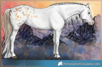Horse Color:Buckskin Onyx Appaloosa and Buckskin Onyx Appaloosa