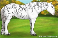 Horse Color:Black Ice Appaloosa  Brindle