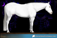 Horse Color:Buckskin Onyx Mushroom Appaloosa and Buckskin Onyx Mushroom Appaloosa