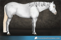 Horse Color:Buckskin Appaloosa and Buckskin Appaloosa