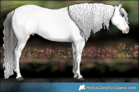 Horse Color:Liver Red Onyx Appaloosa and Liver Red Onyx Appaloosa