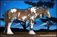 Horse Color:White Spotted Liver Chestnut Sabino  and White Spotted Liver Chestnut Sabino