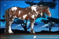Horse Color:White Spotted Liver Chestnut Sabino and White Spotted Liver Chestnut Sabino