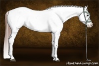 Horse Color:Black Appaloosa Brindle