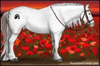 Horse Color:Red Onyx Appaloosa  and Red Onyx Appaloosa