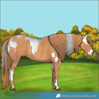 Horse Color:Silver Blue Onyx Chinchilla Roan Sabino Splash  Brindle