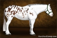 Horse Color:Bay Appaloosa Brindle