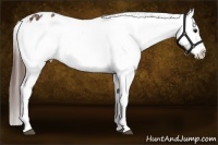 Horse Color:Bay Appaloosa and Bay Appaloosa