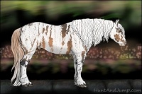 Horse Color:Buckskin Appaloosa  Brindle