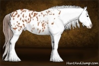 Horse Color:Bay Appaloosa and Bay Appaloosa