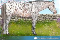 Horse Color:Bay Sabino Appaloosa  and Bay Sabino Appaloosa 