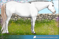 Horse Color:Bay Sabino Appaloosa  and Bay Sabino Appaloosa 