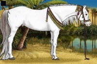 Horse Color:Red Onyx Appaloosa and Red Onyx Appaloosa