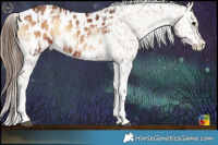 Horse Color:Red Onyx Appaloosa and Red Onyx Appaloosa