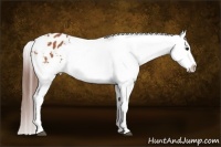 Horse Color:Bay Appaloosa Brindle