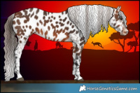 Horse Color:Bay Appaloosa  Brindle