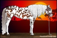 Horse Color:Bay Appaloosa  Brindle