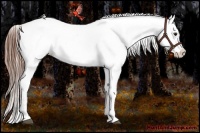 Horse Color:Bay Appaloosa  Brindle