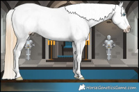 Horse Color:Gold Champagne Pearl Appaloosa and Gold Champagne Pearl Appaloosa