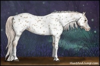 Horse Color:Palomino Roan Splash Appaloosa 