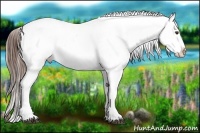 Horse Color:Red Onyx Appaloosa  and Red Onyx Appaloosa 