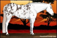 Horse Color:Liver Chestnut Appaloosa  and Liver Chestnut Appaloosa 