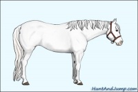 Horse Color:Silver Black Appaloosa Brindle