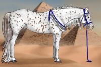 Horse Color:Bay Appaloosa  Brindle