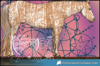 Horse Color:Brown Splash Appaloosa Brindle