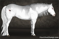 Horse Color:Silver Grullo Chinchilla Onyx Splash