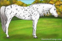 Horse Color:Black Near Leopard Brindle