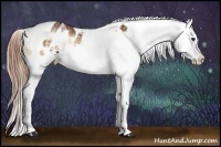 Horse Color:White Spotted Liver Red Onyx Sabino Appaloosa Brindle