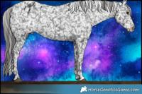 Horse Color:Black Blanket  and Black Blanket 